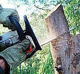 Best Firewood Processing and Delivery  in Mount Pleasant, TN
