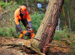Best Stump Grinding and Removal  in Mount Pleasant, TN