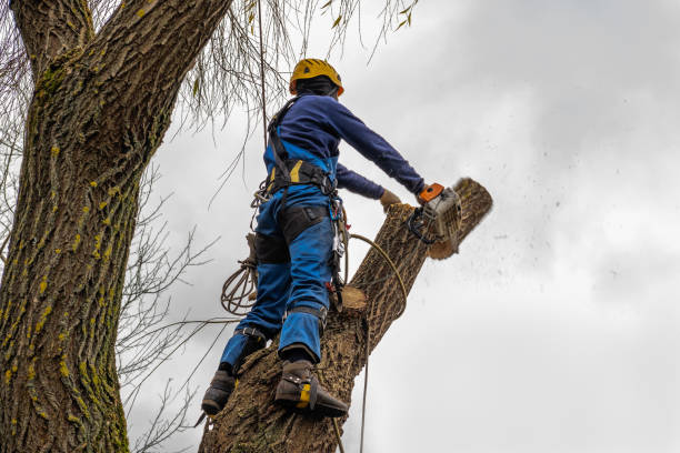 Best Leaf Removal  in Mount Pleasant, TN