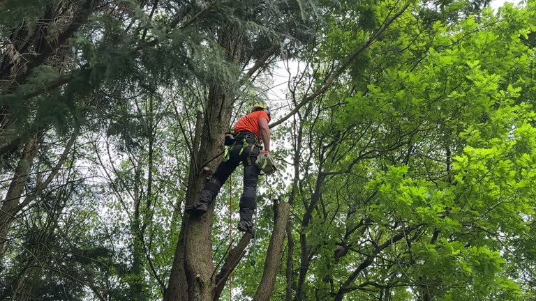 Best Tree Cabling and Bracing  in Mount Pleasant, TN