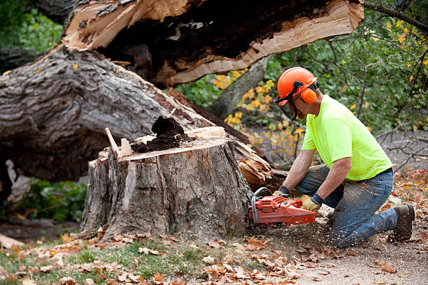 Best Tree Risk Assessment  in Mount Pleasant, TN
