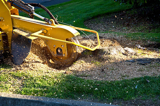 Best Emergency Tree Removal  in Mount Pleasant, TN