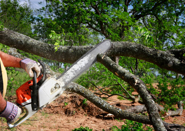 Leaf Removal in Mount Pleasant, TN